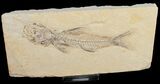 Uncommon Amphiplaga Fossil Fish - Green River Formation #10916-2